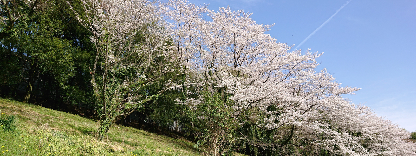 山北の桜